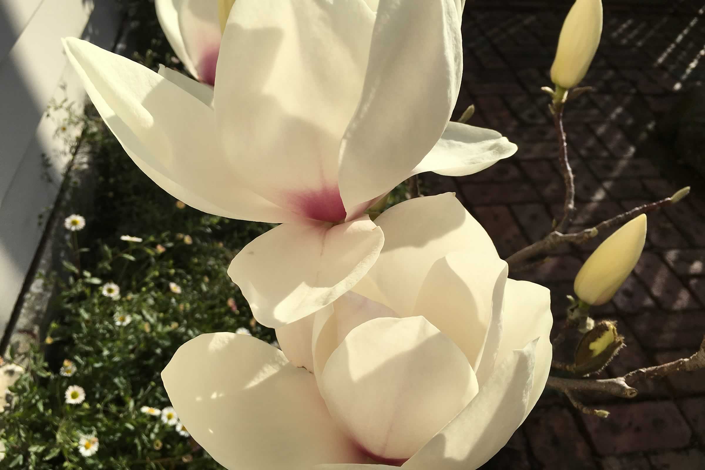 Magnolia flower detail. Photo: At Eleven.