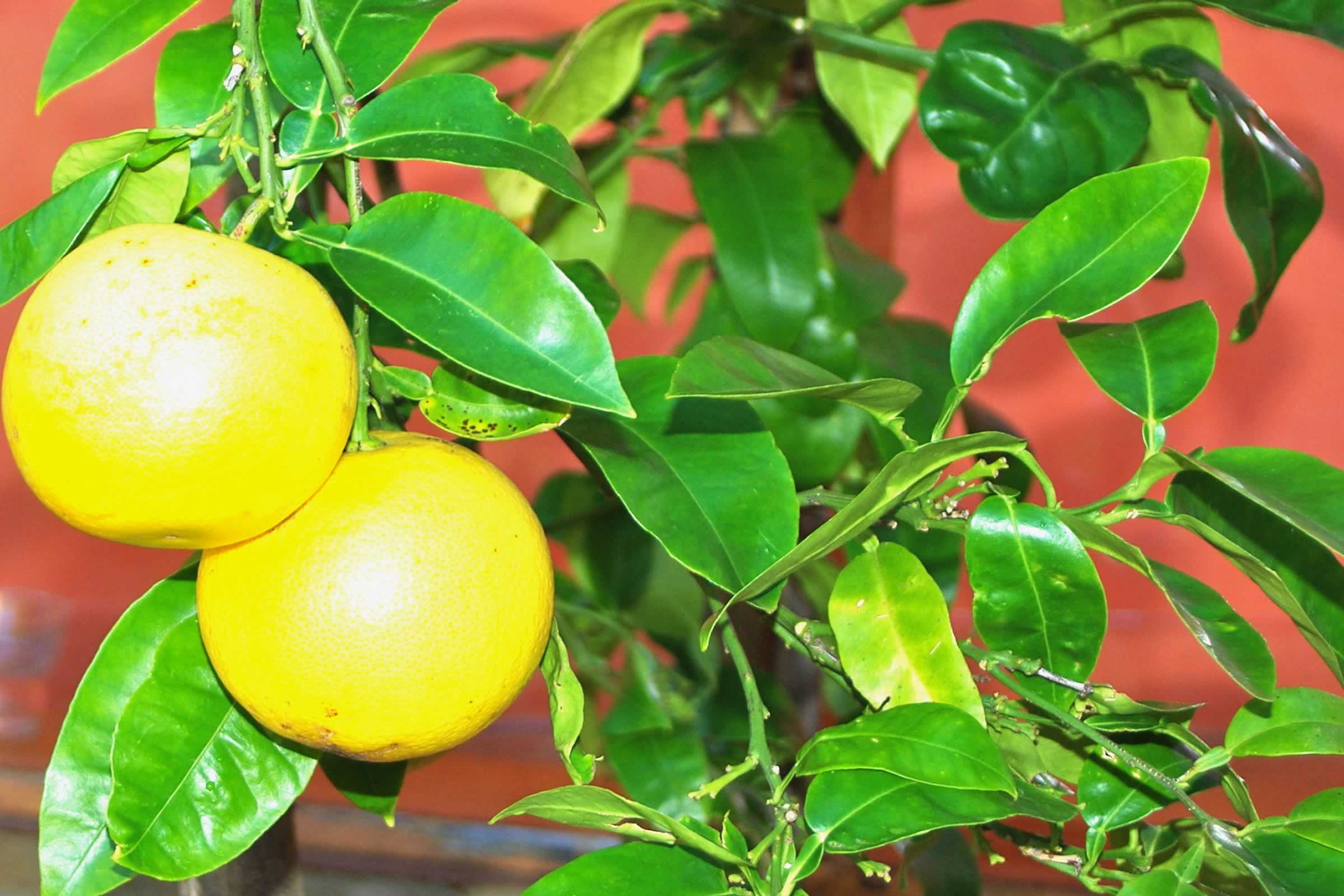Oranges. Photo: Jasmin Latona.